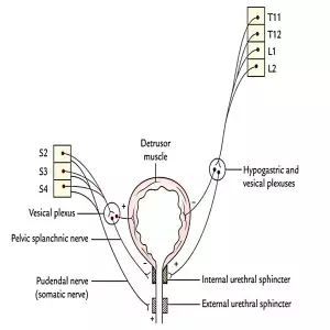 Bladder innervation